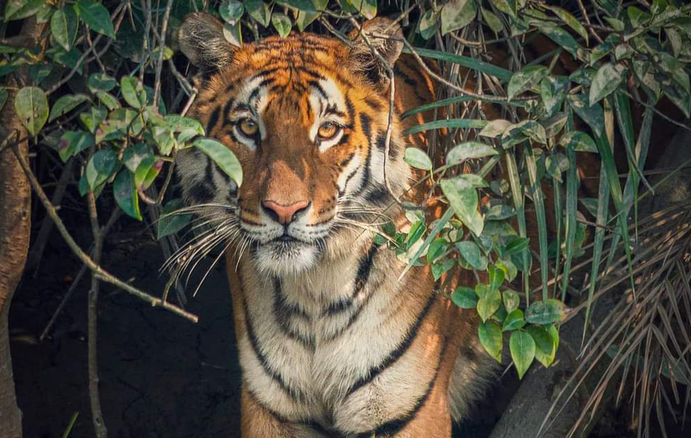 Sundarban Boat Ride