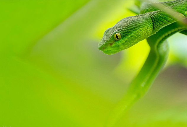 Wildlife in Sundarban