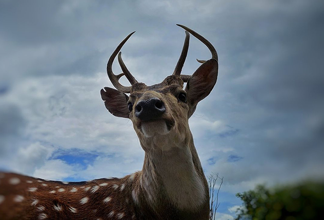 Wildlife in Sundarban