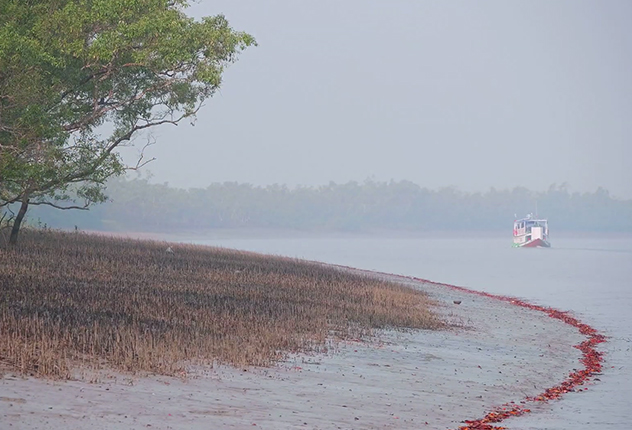 Mangrove Forest