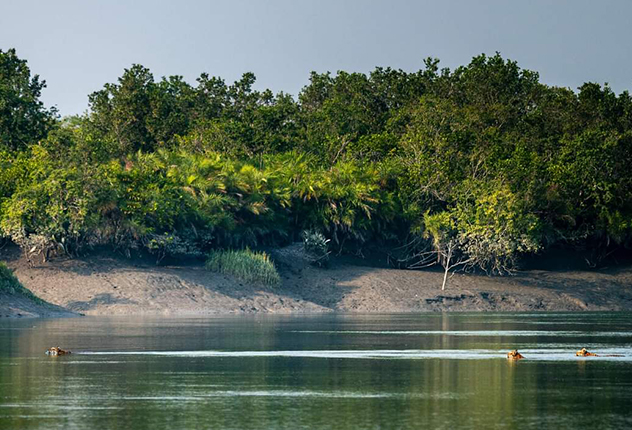 Wildlife in Sundarban