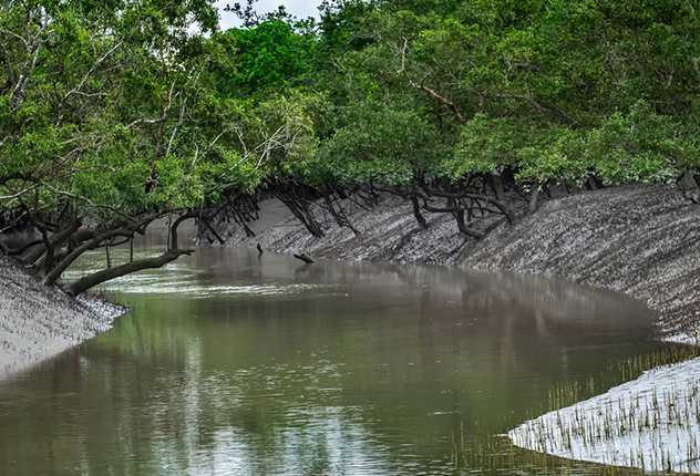 Mangrove Forest