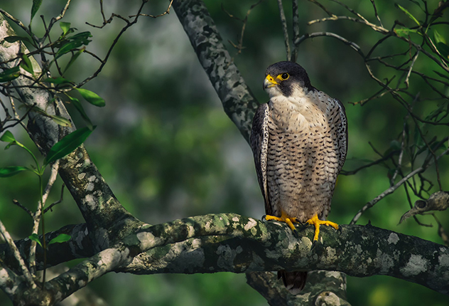 Sundarban Boat Ride