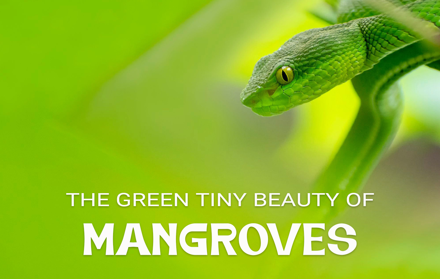Green Vine Snake
