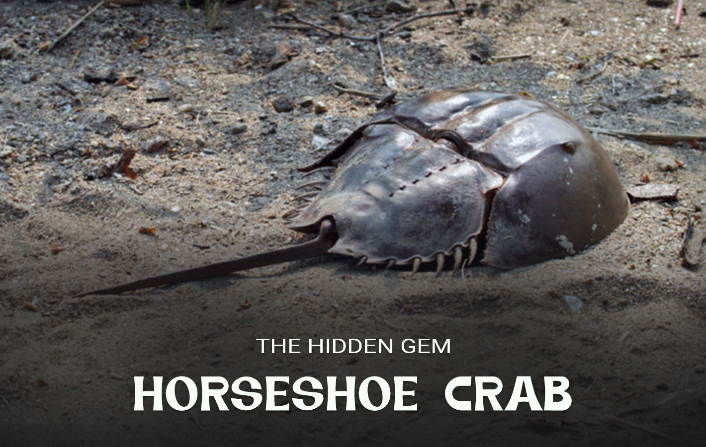 Horseshoe Crab