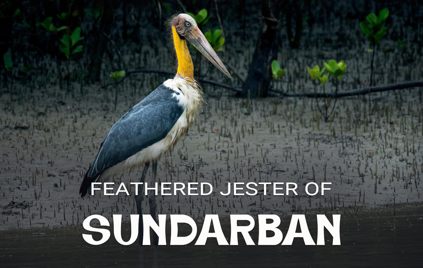 Lesser Adjutant Stork