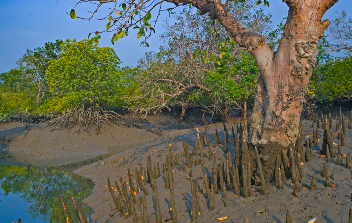 River & Forest