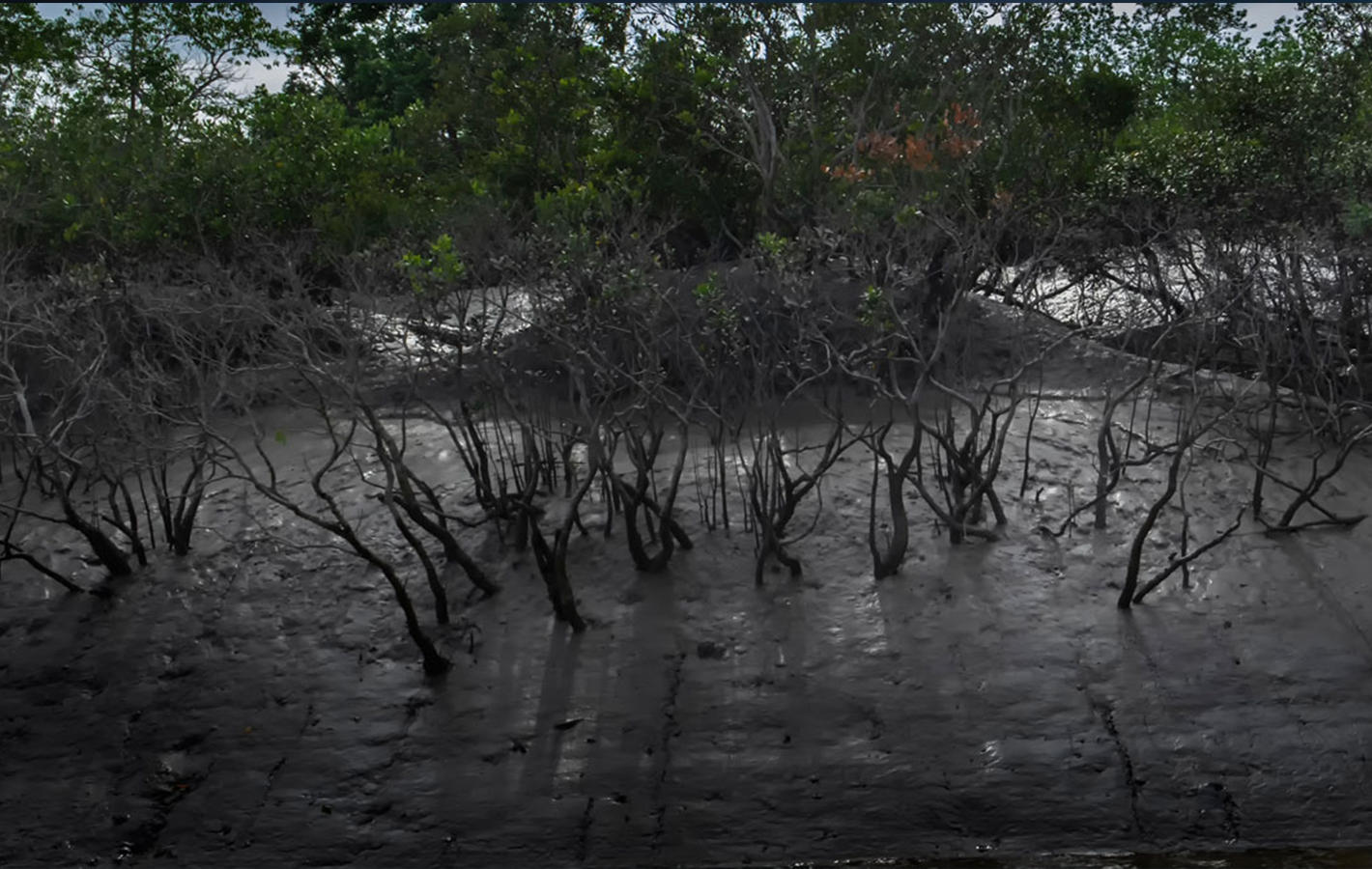 River & Forest