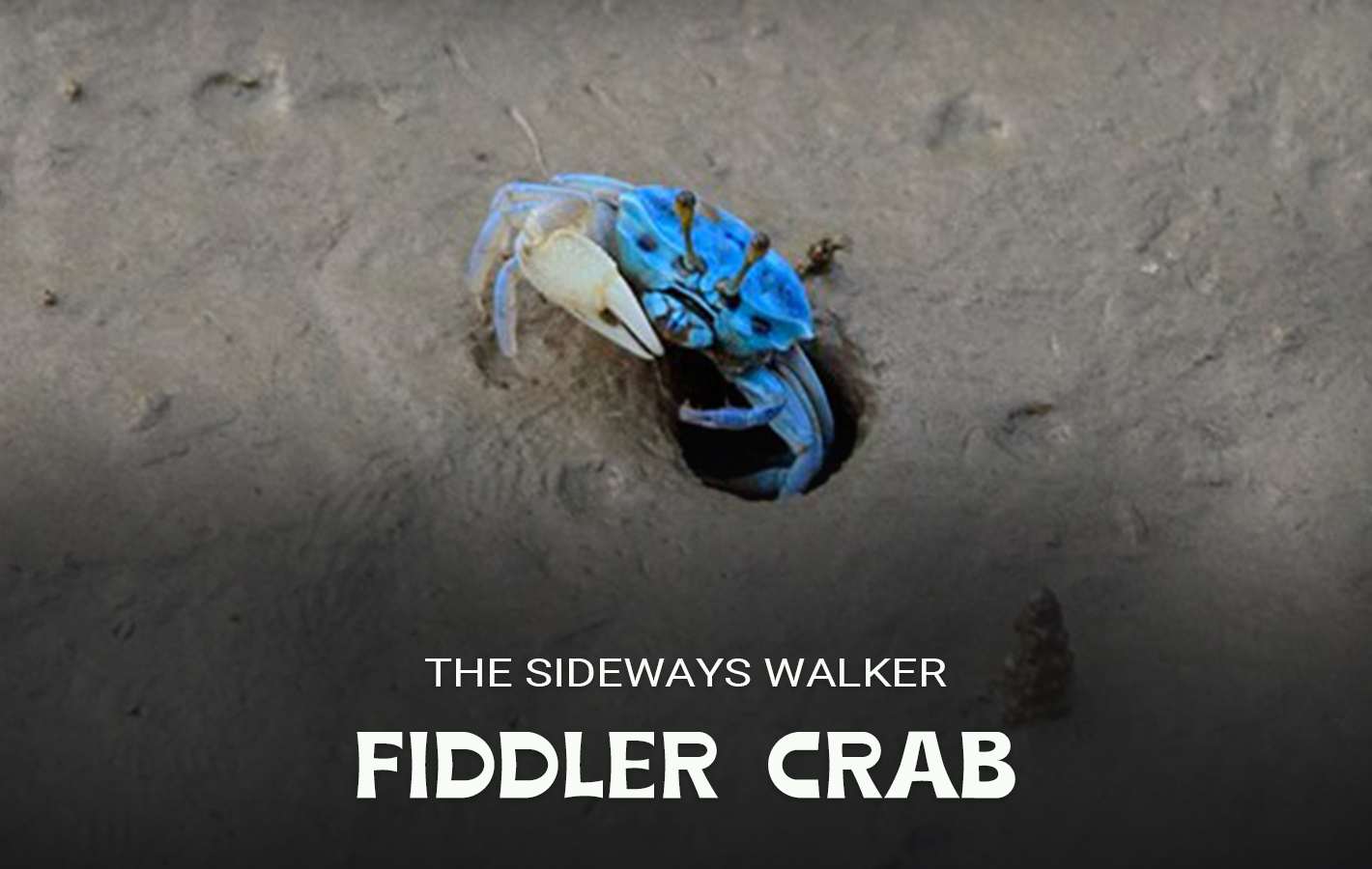 Blue Crab