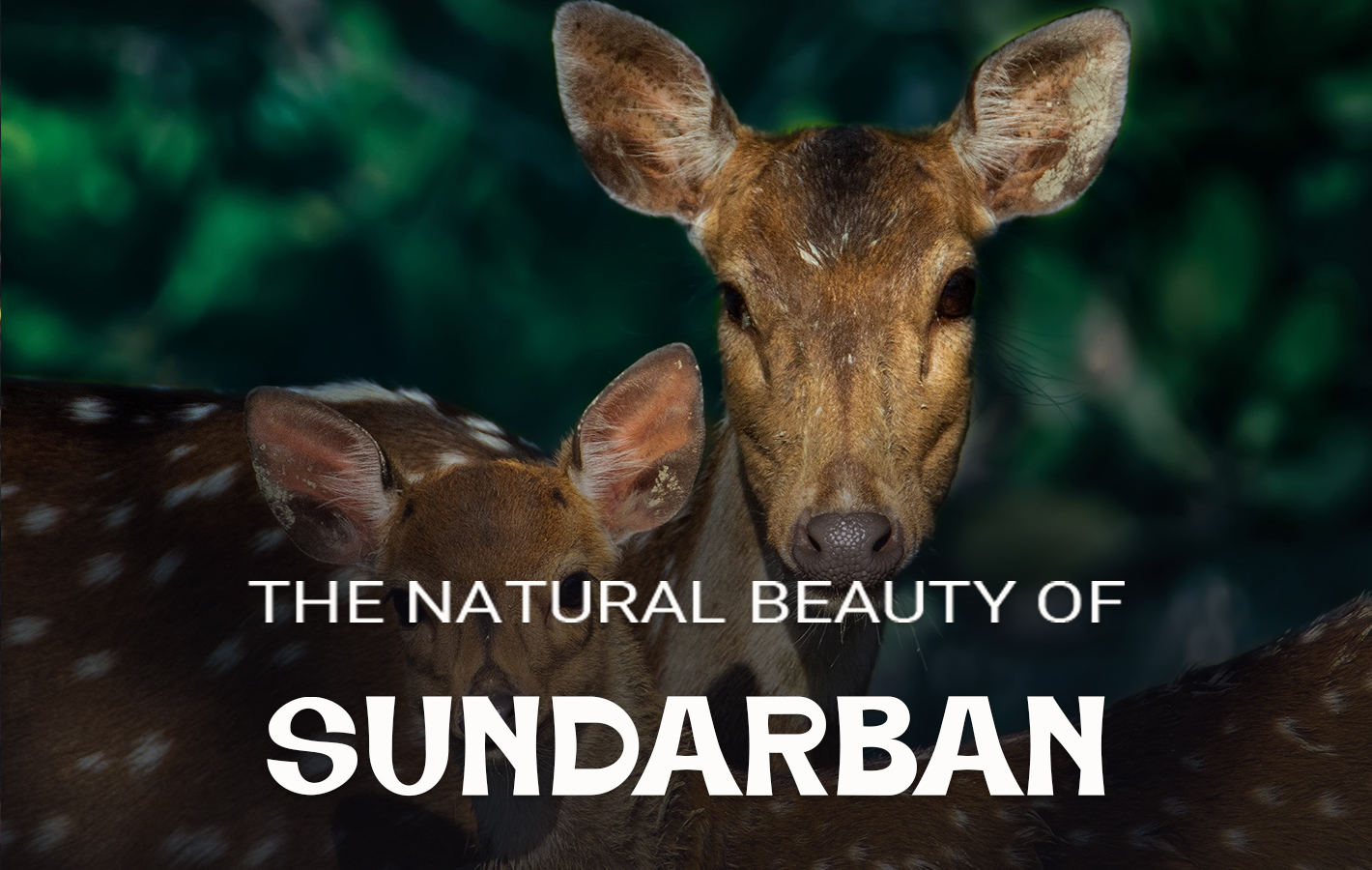 Spotted Deer