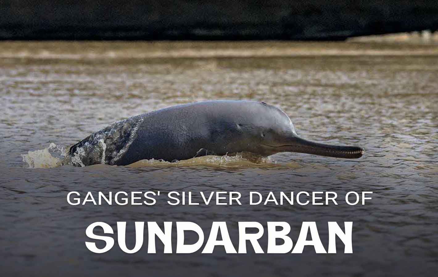 Irrawaddy Dolphin