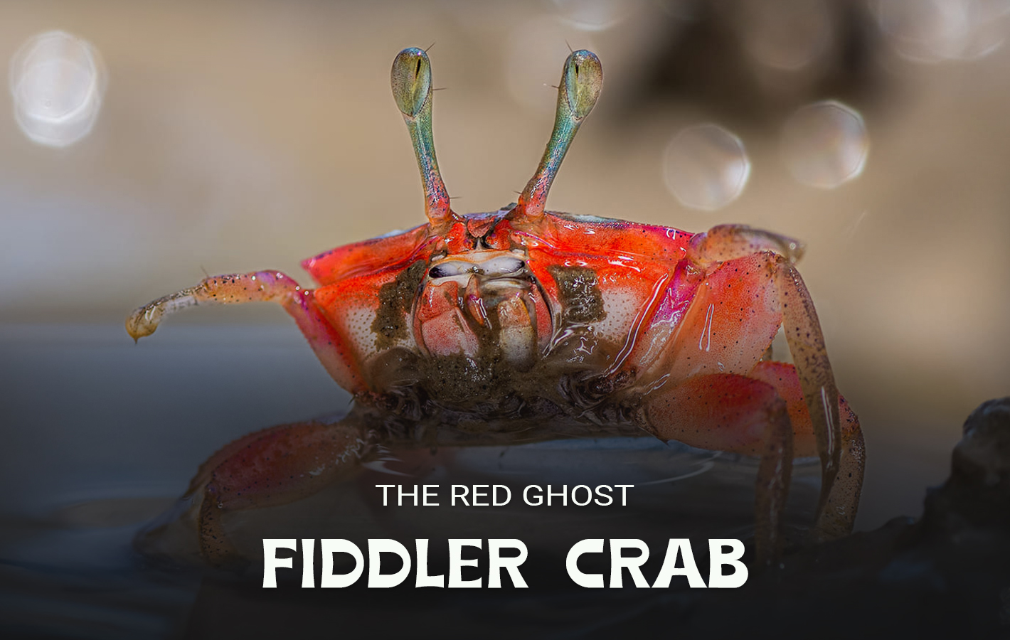 Fiddler Crab