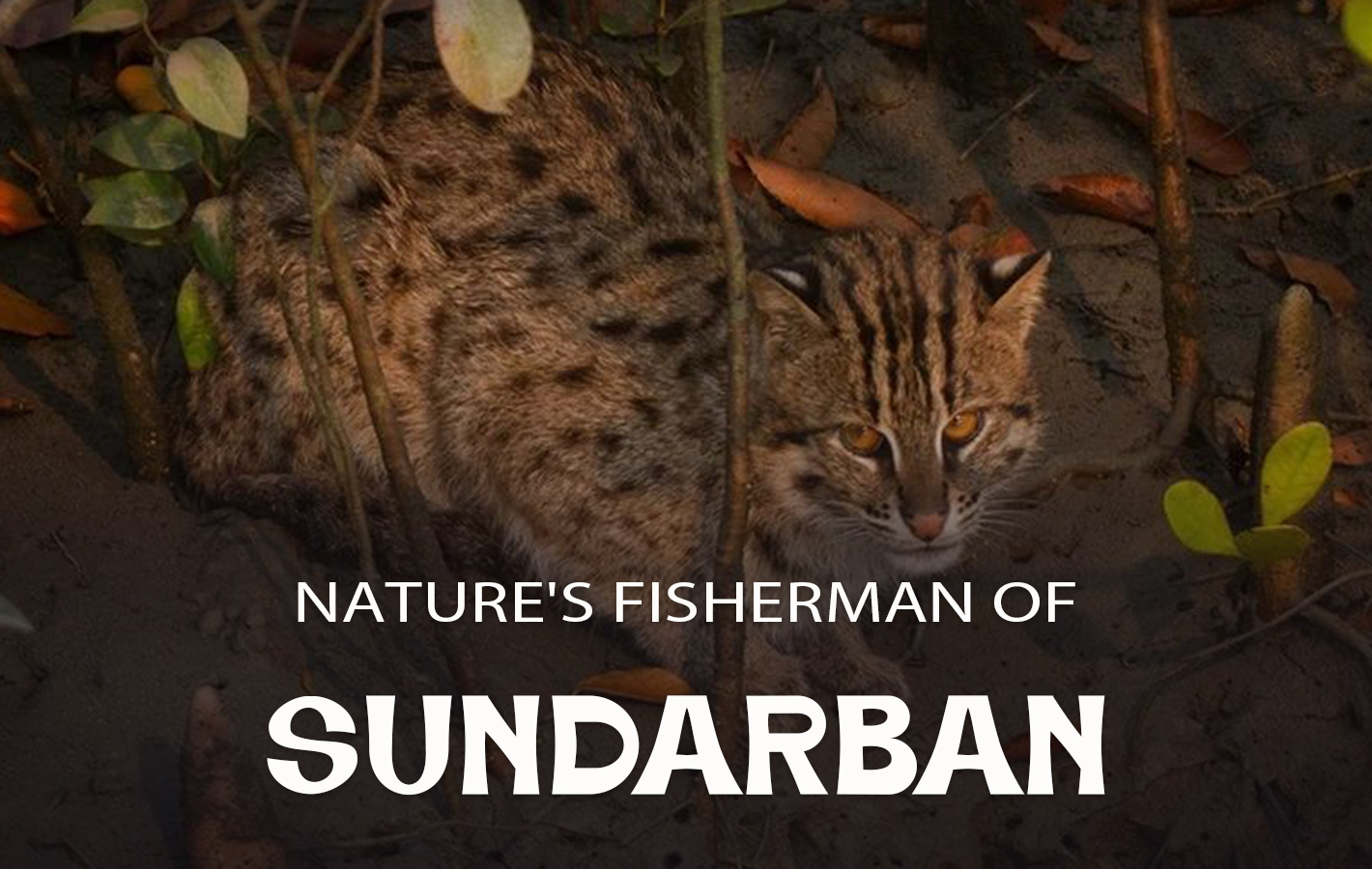 Fishing Cat