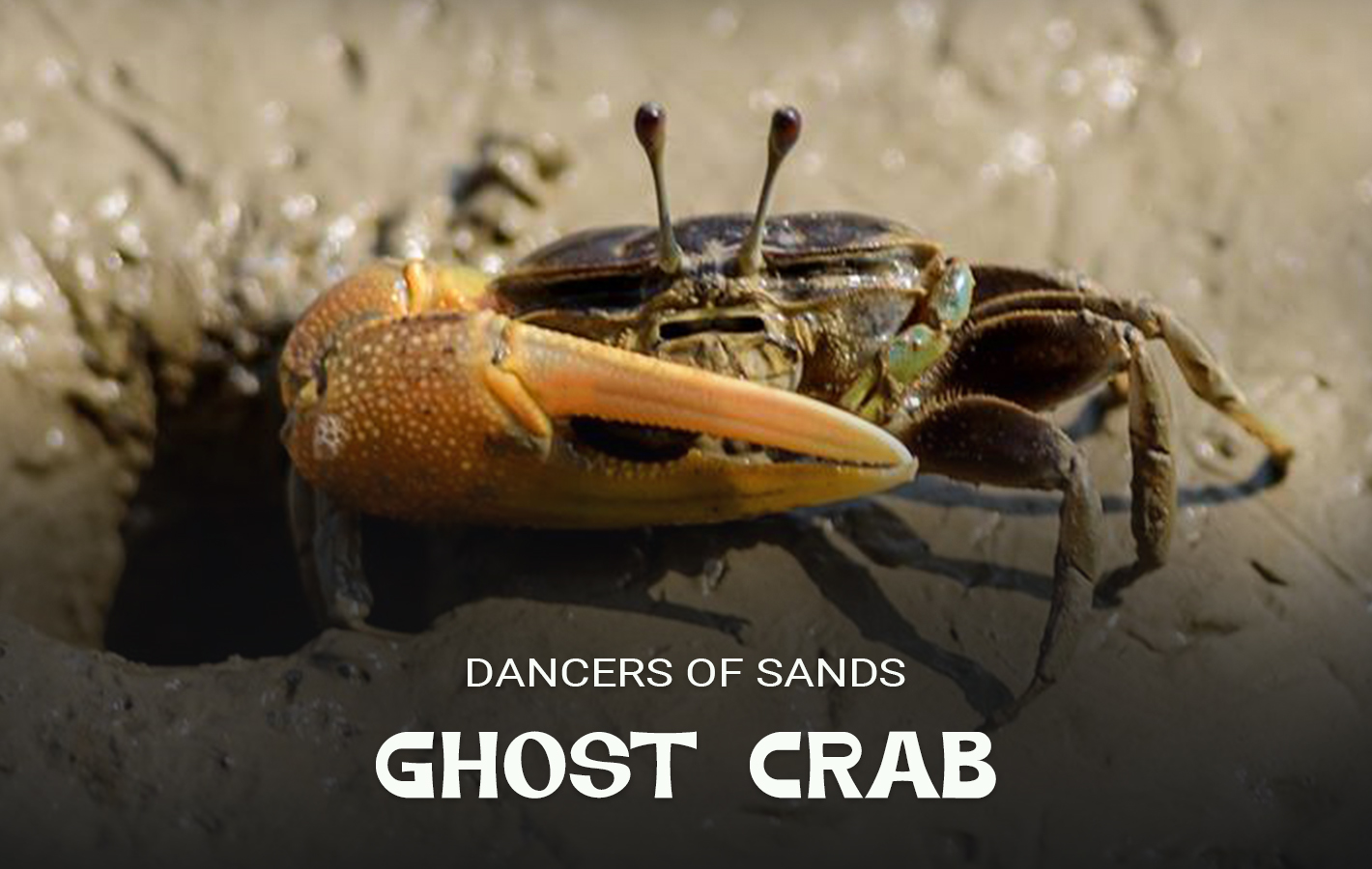 Ghost Crab