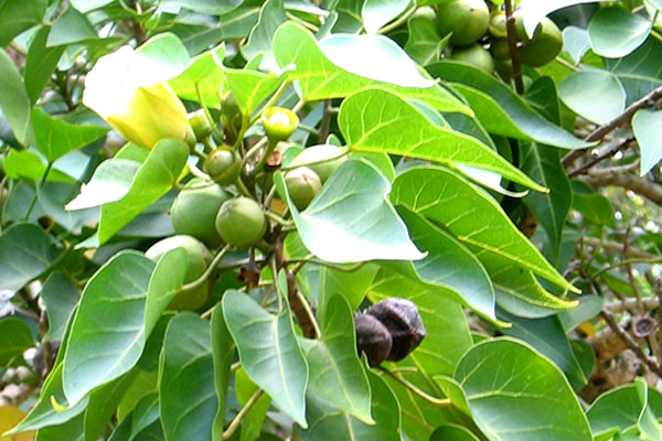 Habli Tree