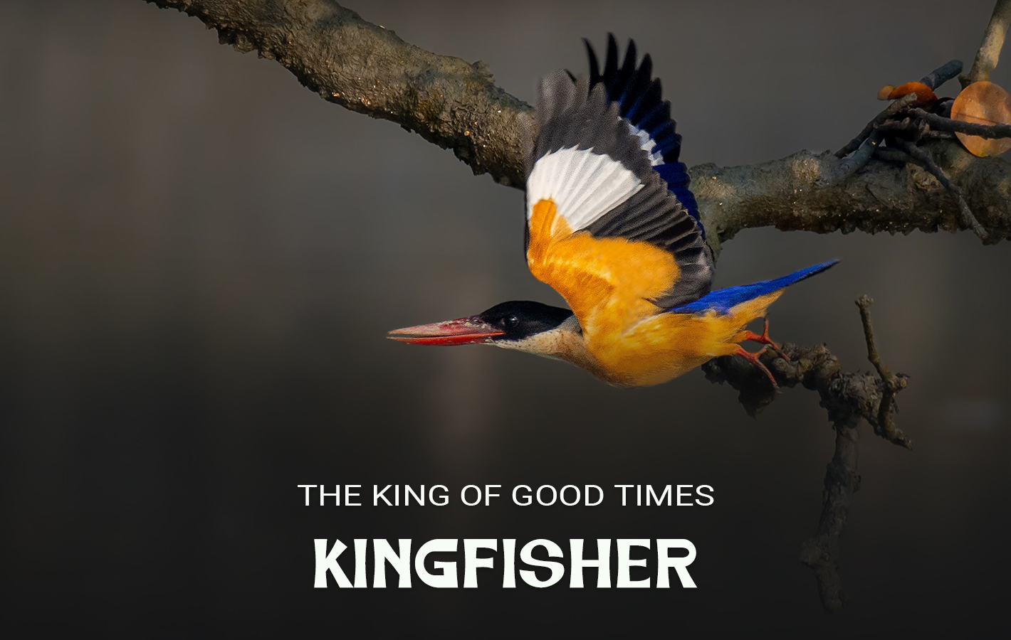 Kingfisher 1