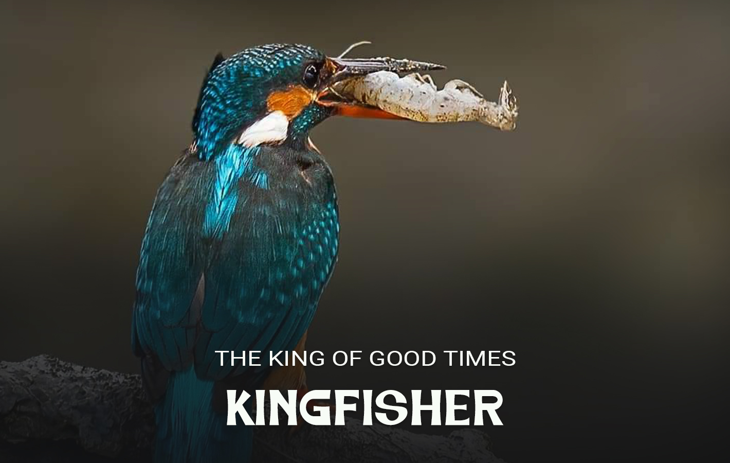 Kingfisher 2