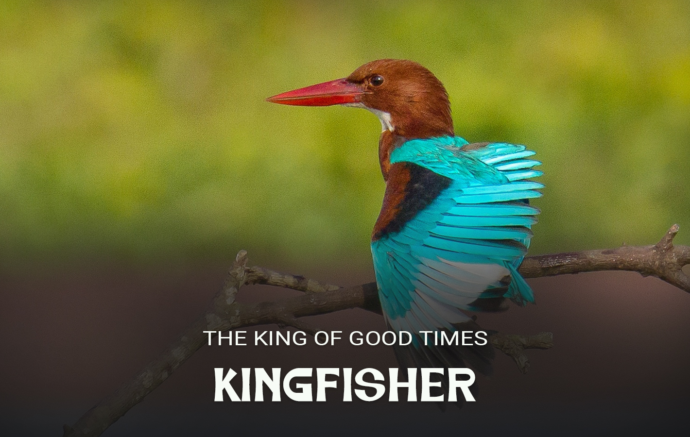 Kingfisher 3