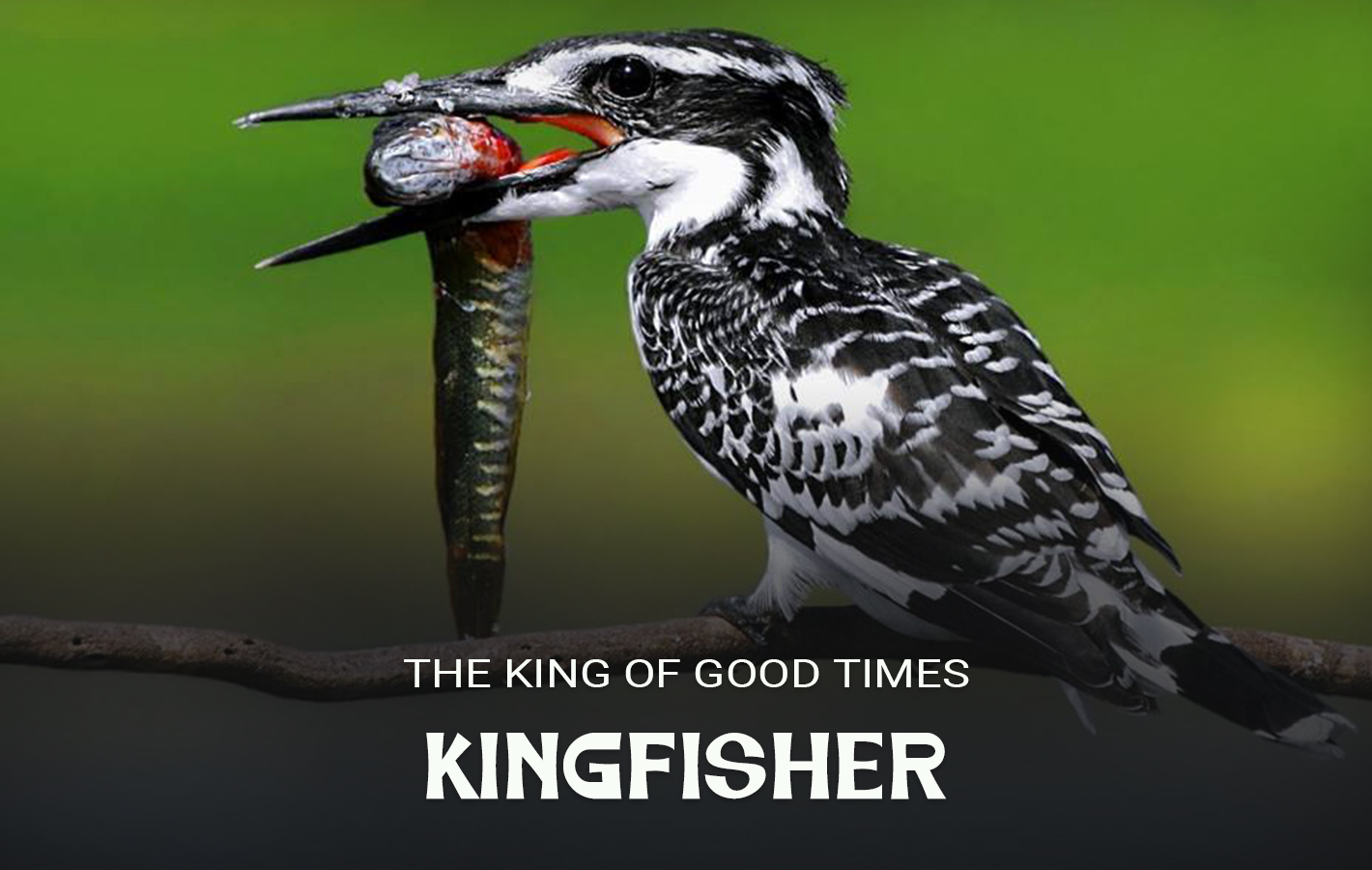 Kingfisher 5