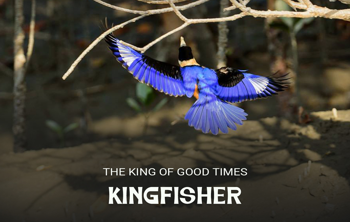 Kingfisher 6