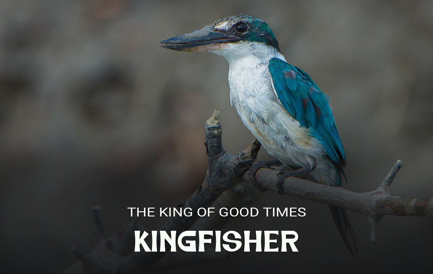 Black Kingfisher