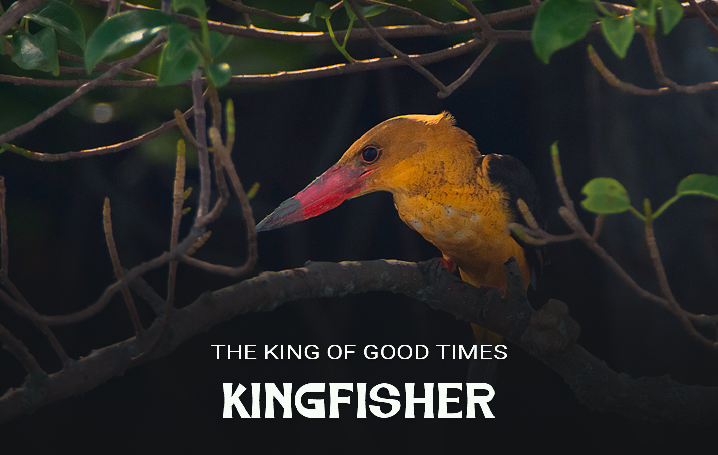 Brown Kingfisher
