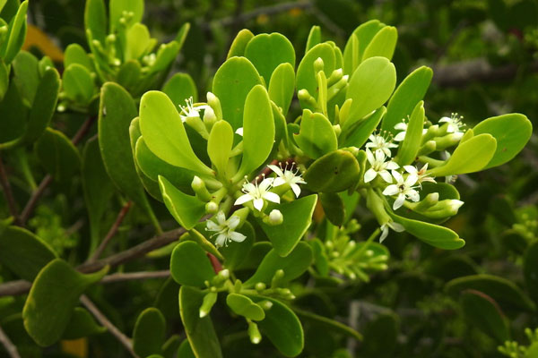 Kripa Tree