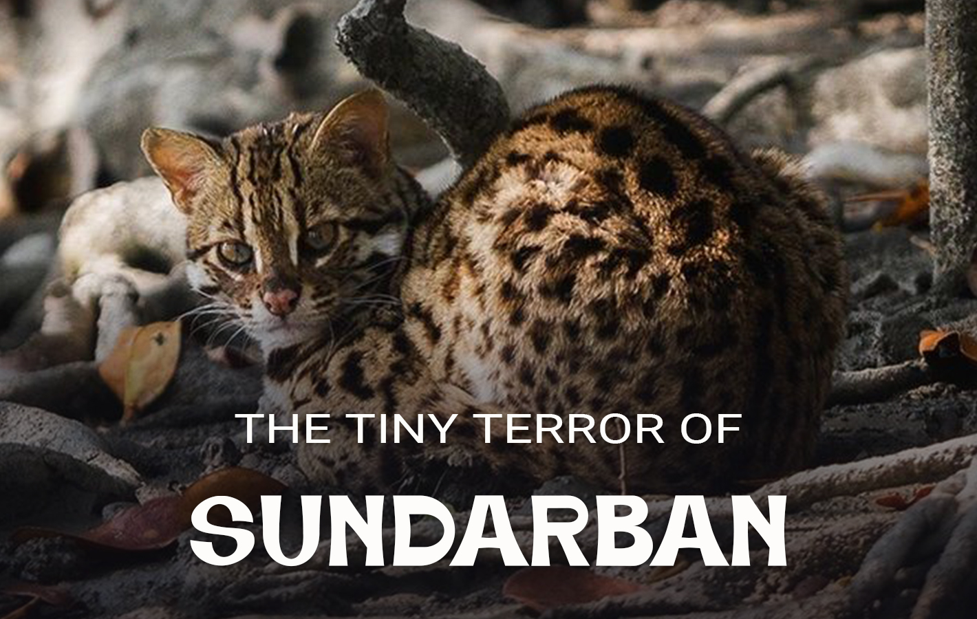 Leopard Cat