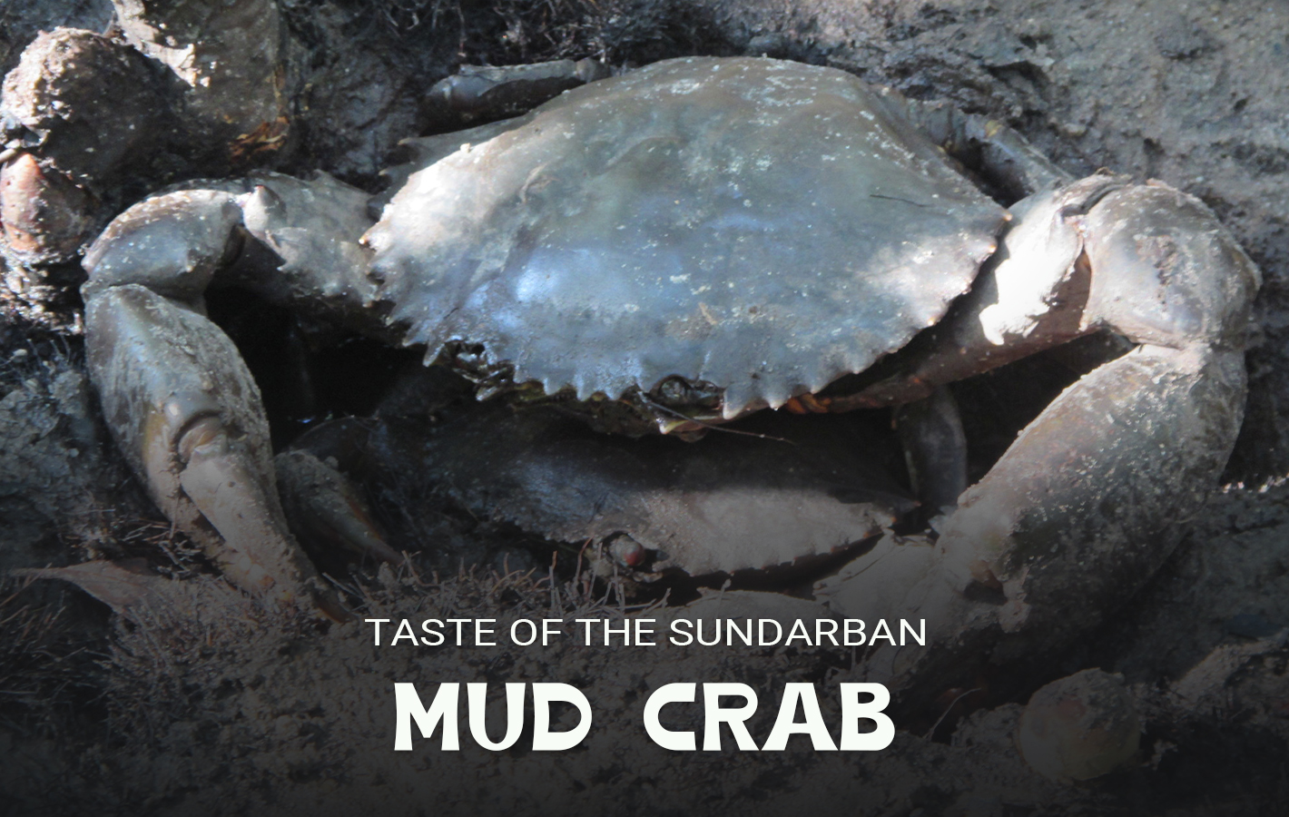 Mud Crab