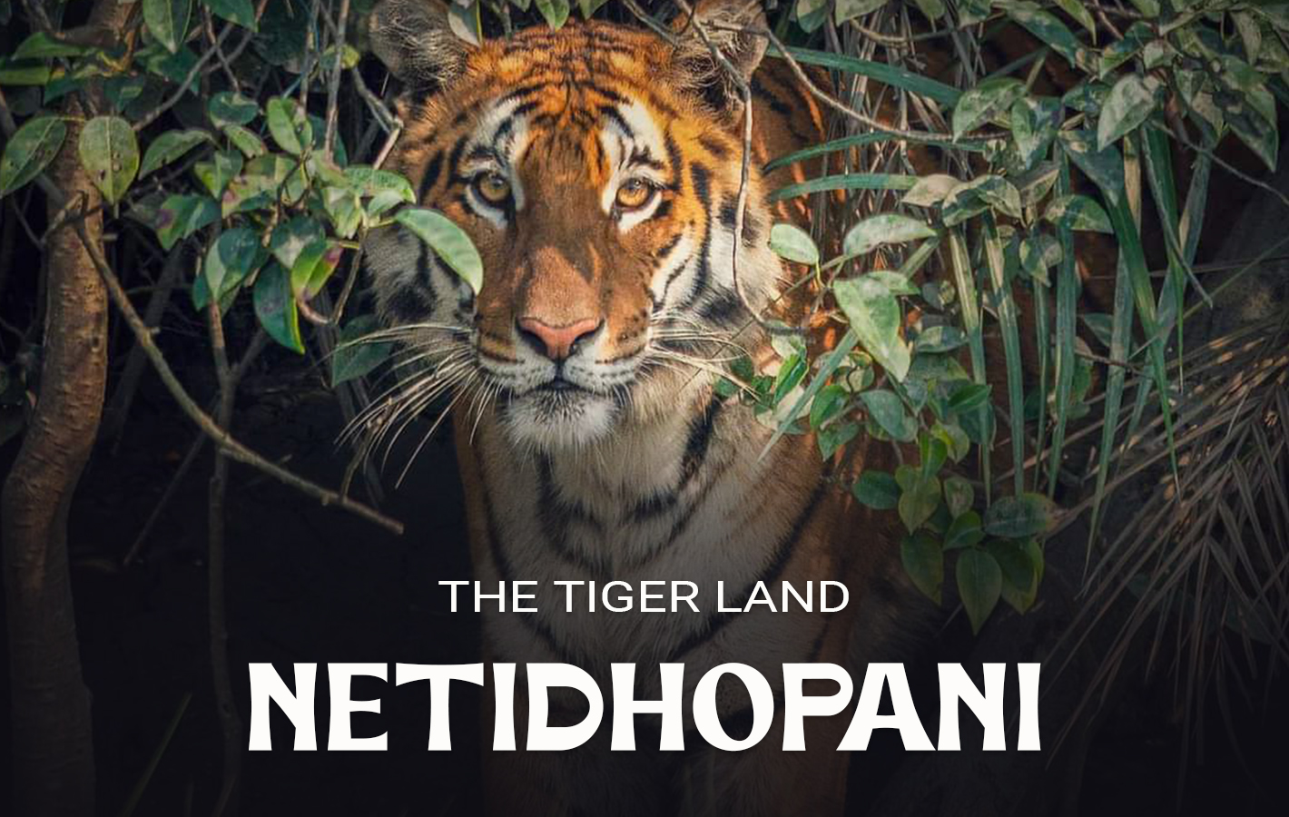 Netidhopani Tiger Camp