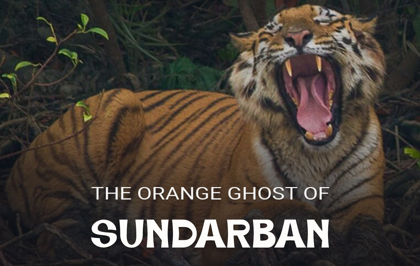 Royal Bengal Tiger