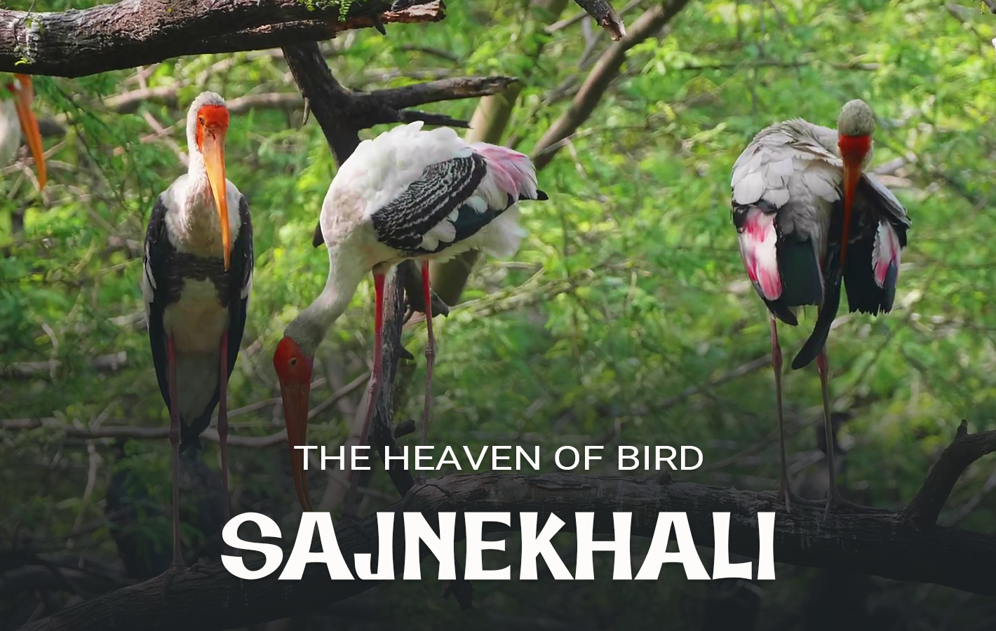 Sajnekhali Bird Sanctuary