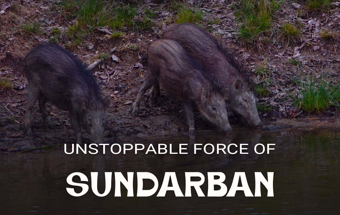 Wild Boars